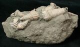 Multiple Species of Cretaceous Gastropods - Tennesee #17047-3